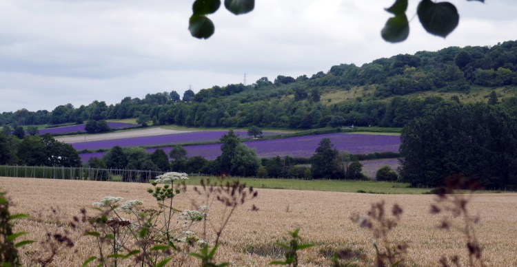 Lavender in the Darent Valley